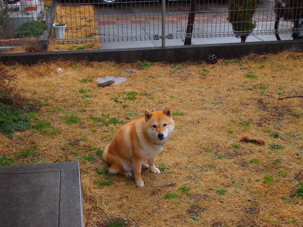 花岗岩裂缝，东契奇的单骑破京