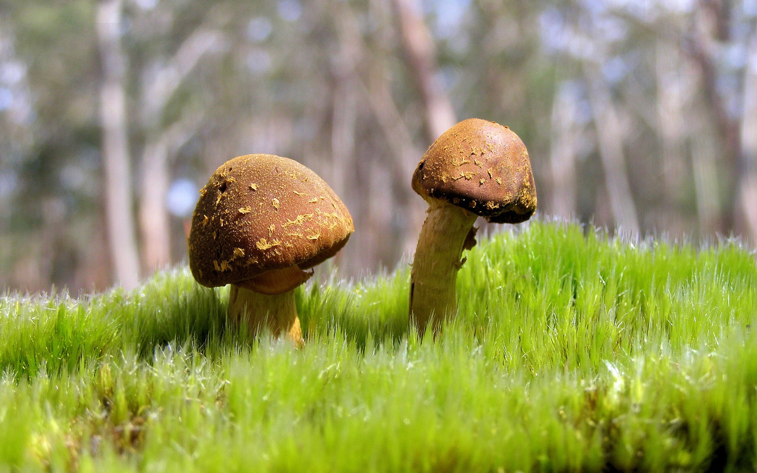 平行宇宙的交叉点,当马里拿下瑞典,内马尔在NBA季后赛接管比赛