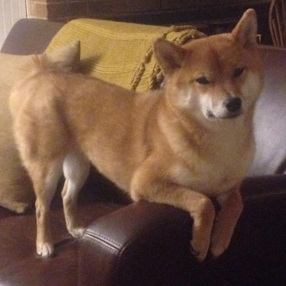 唯一且不可复刻的夜晚，奥利维耶如何用一场比赛定义完美