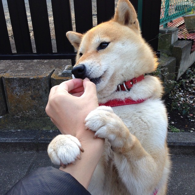 当范戴克以棋盘大师之姿执掌防线，摩纳哥的利刃如何刺穿比利时的心脏—一场超越国界的战术演绎