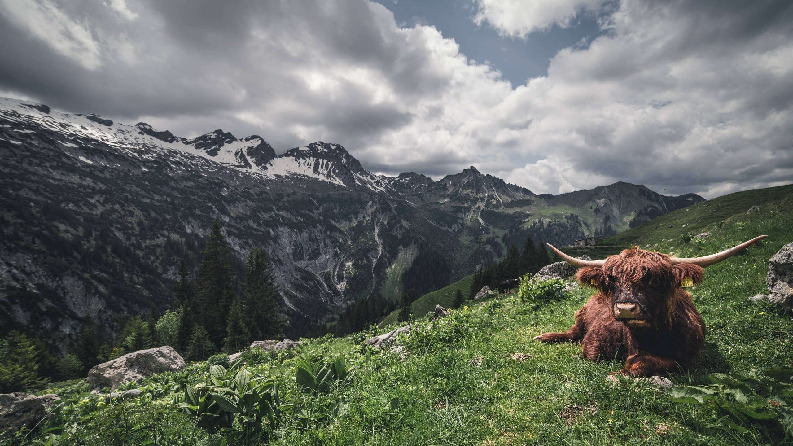 上帝按下暂停键，当约基奇穿越到东决完成自我救赎