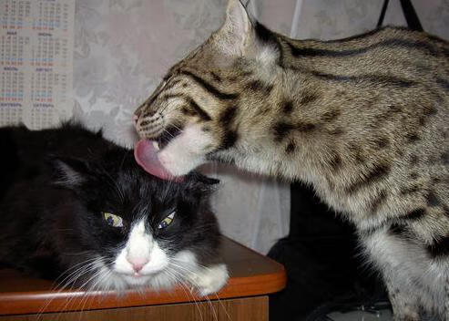 命运交叉的弧线,字母哥的统治力与开拓者的0.2秒奇迹