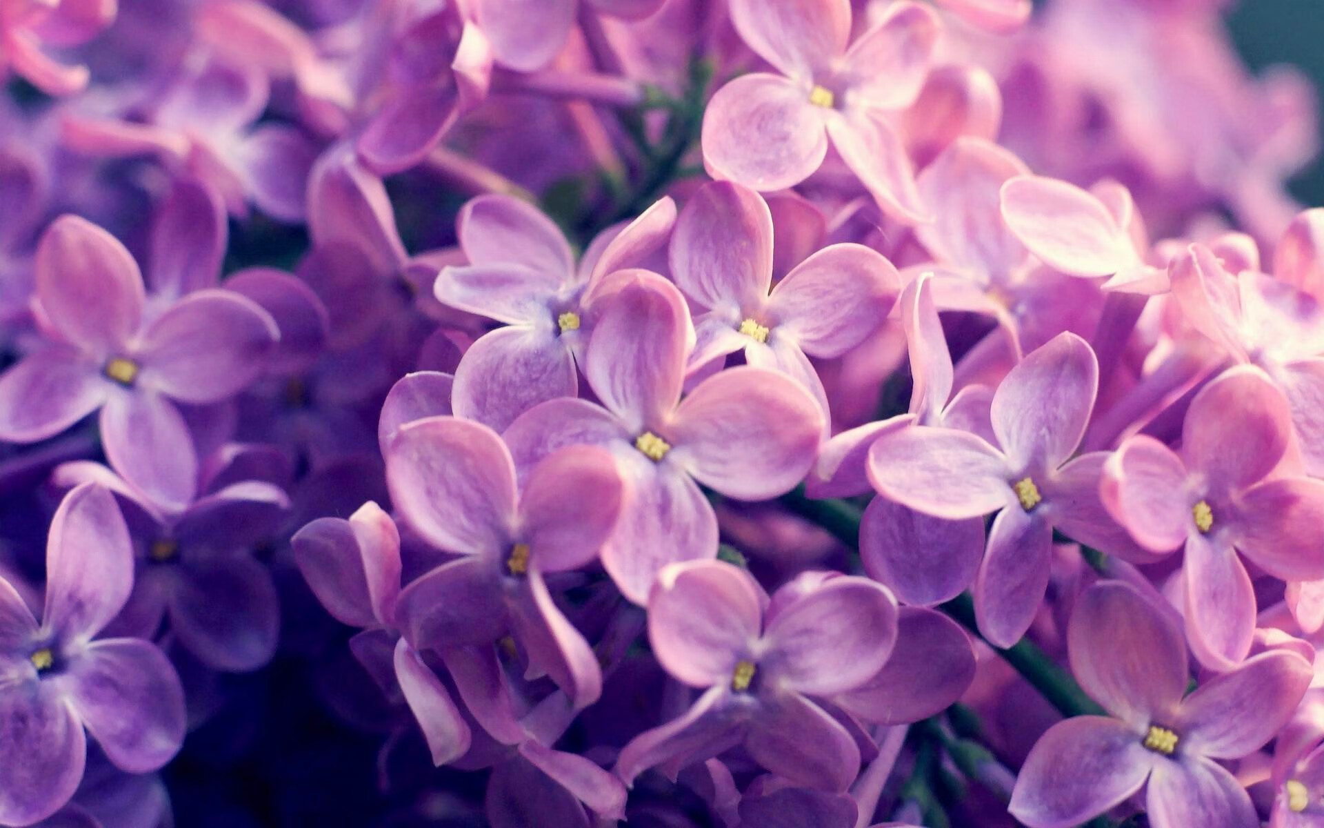 赛场寒冰,当福克斯的防守化为无形之锁