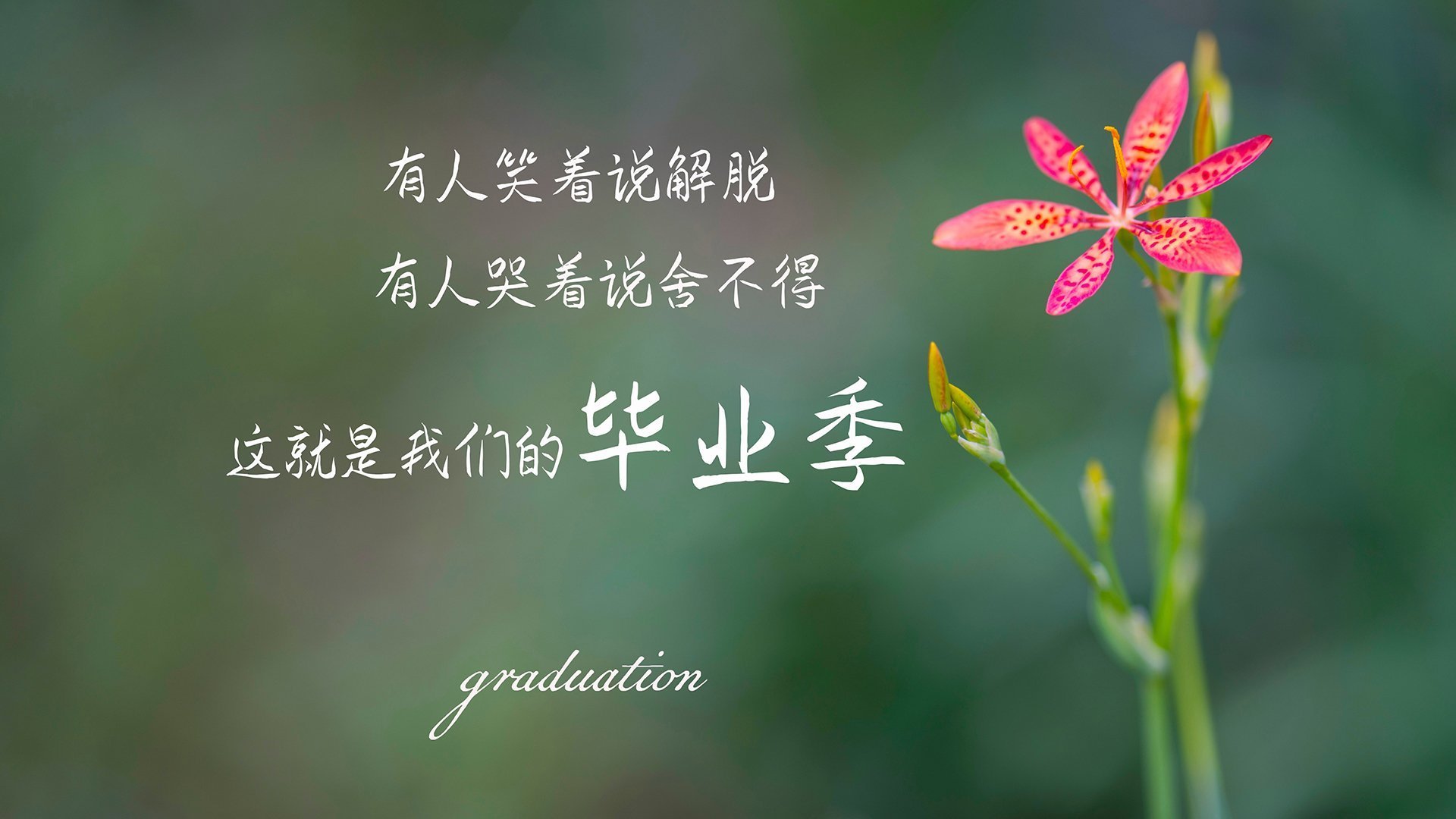 昔日配角今称王,布伦森克旧主显锋芒