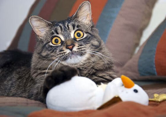 天空与水泥，鹈鹕队如何在奥运关键战中击败深圳队