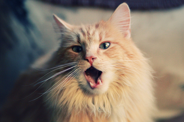 三个扩展方向供选择)