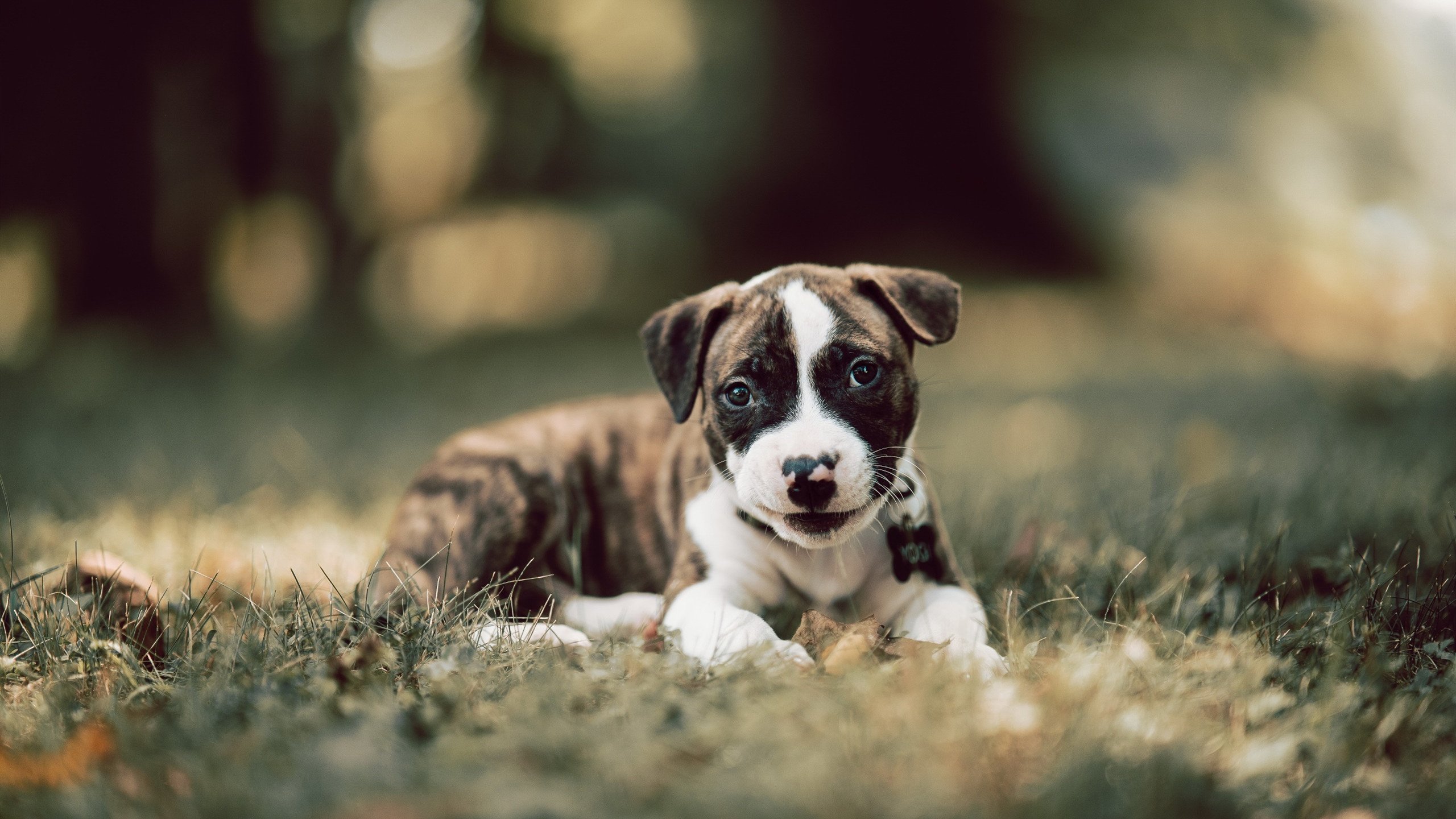 当药厂化身基米希,解析勒沃库森如何以持续杀伤力从亚特兰大带走胜利