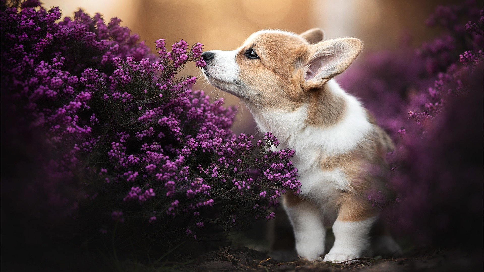 跨界锁链，抢七之夜，本泽马的防守哲学如何改写胜负剧本