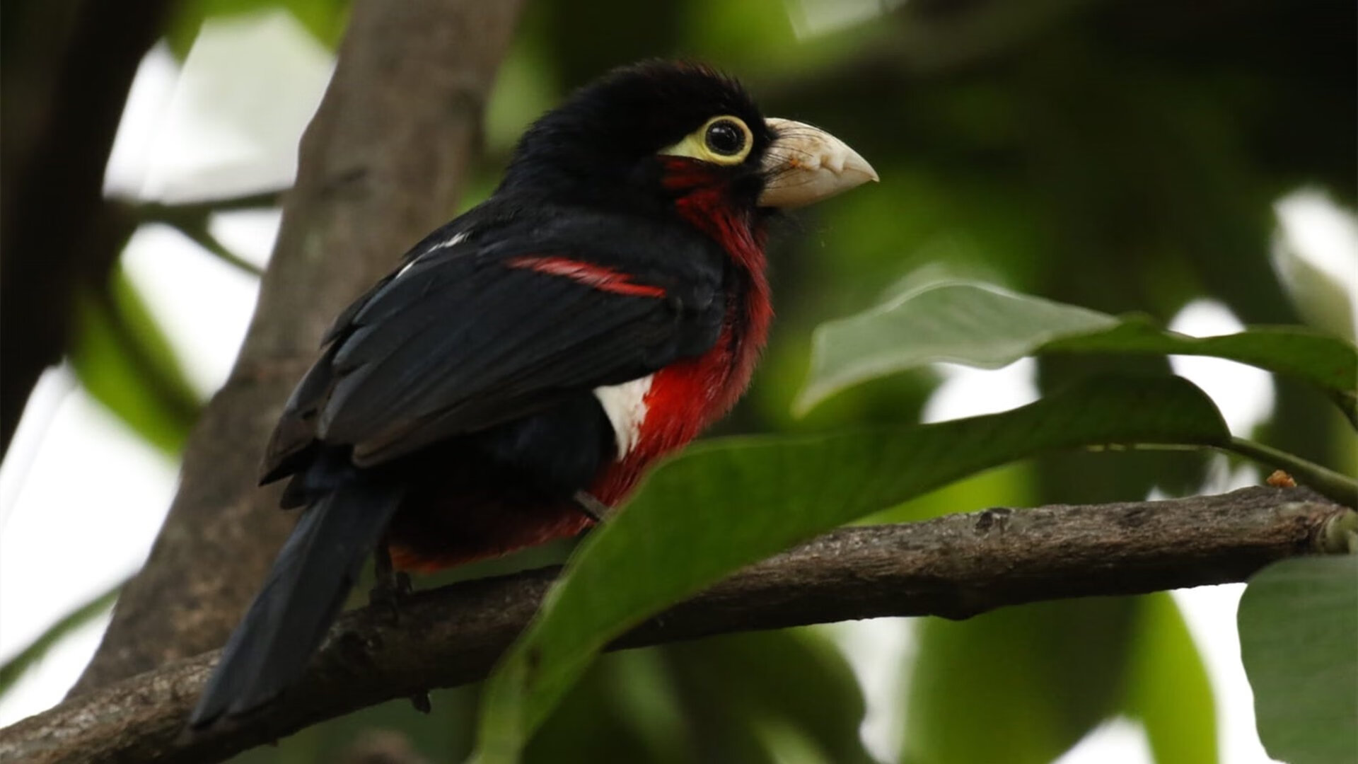 跨界王者的诞生，三笘薰在全明星终极战中封神