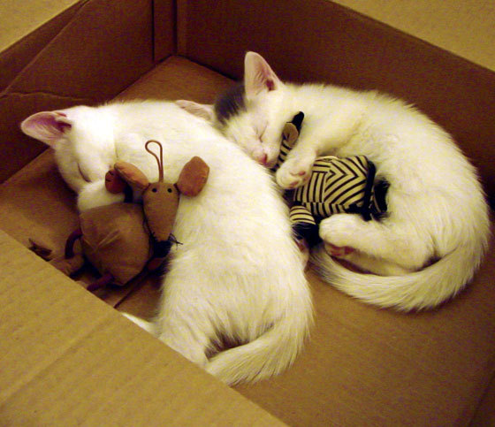 哈登空降CBA！末节19分导演逆转，公牛鏖战力克广东