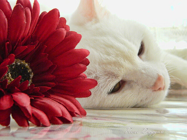 独门兵器，多特蒙德击穿黄潜，内马尔用这招改写一切