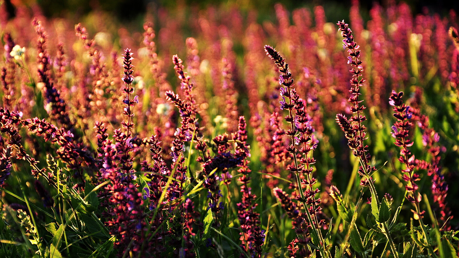 范弗利特第三次踏入球馆，这次他不是来致敬的—他是来告诉芝加哥，我才是那个扛起球队的人
