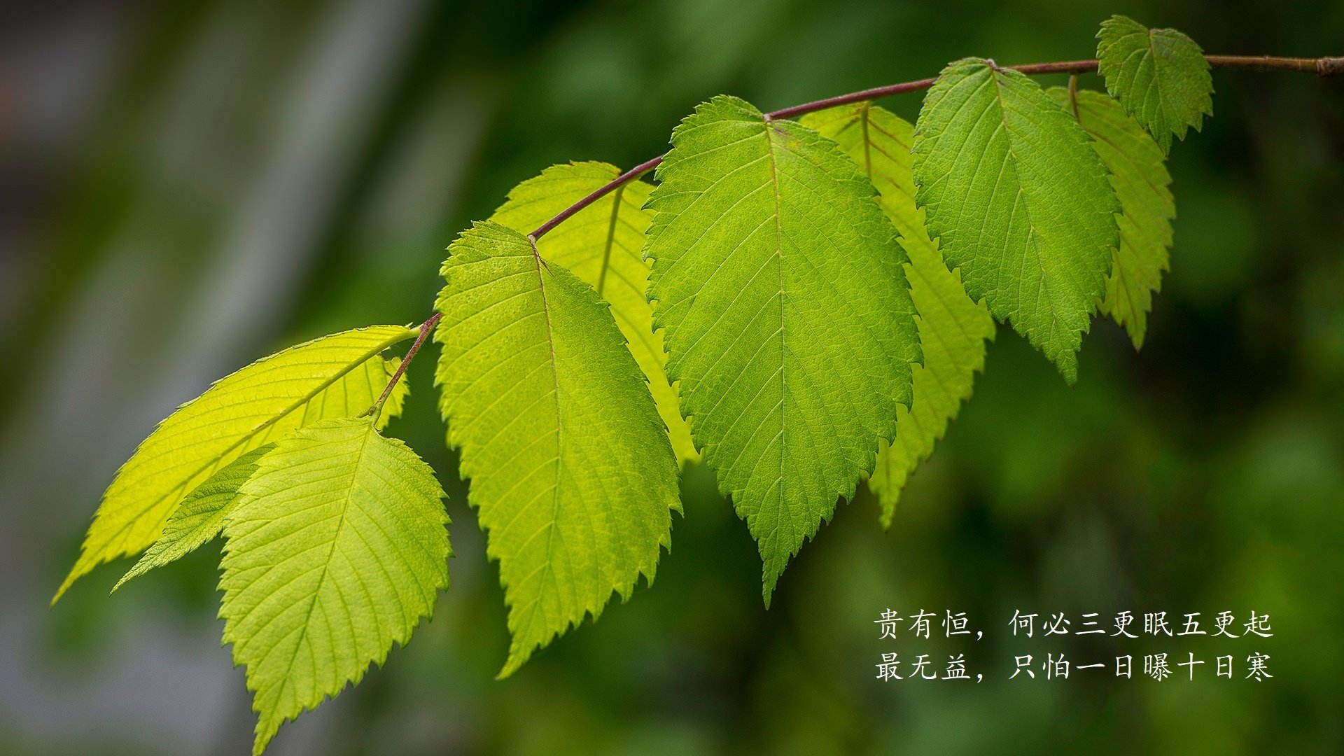 桑托斯之矛破高卢之盾,2026世界杯揭幕战,巴西血洗法国上演节奏风暴