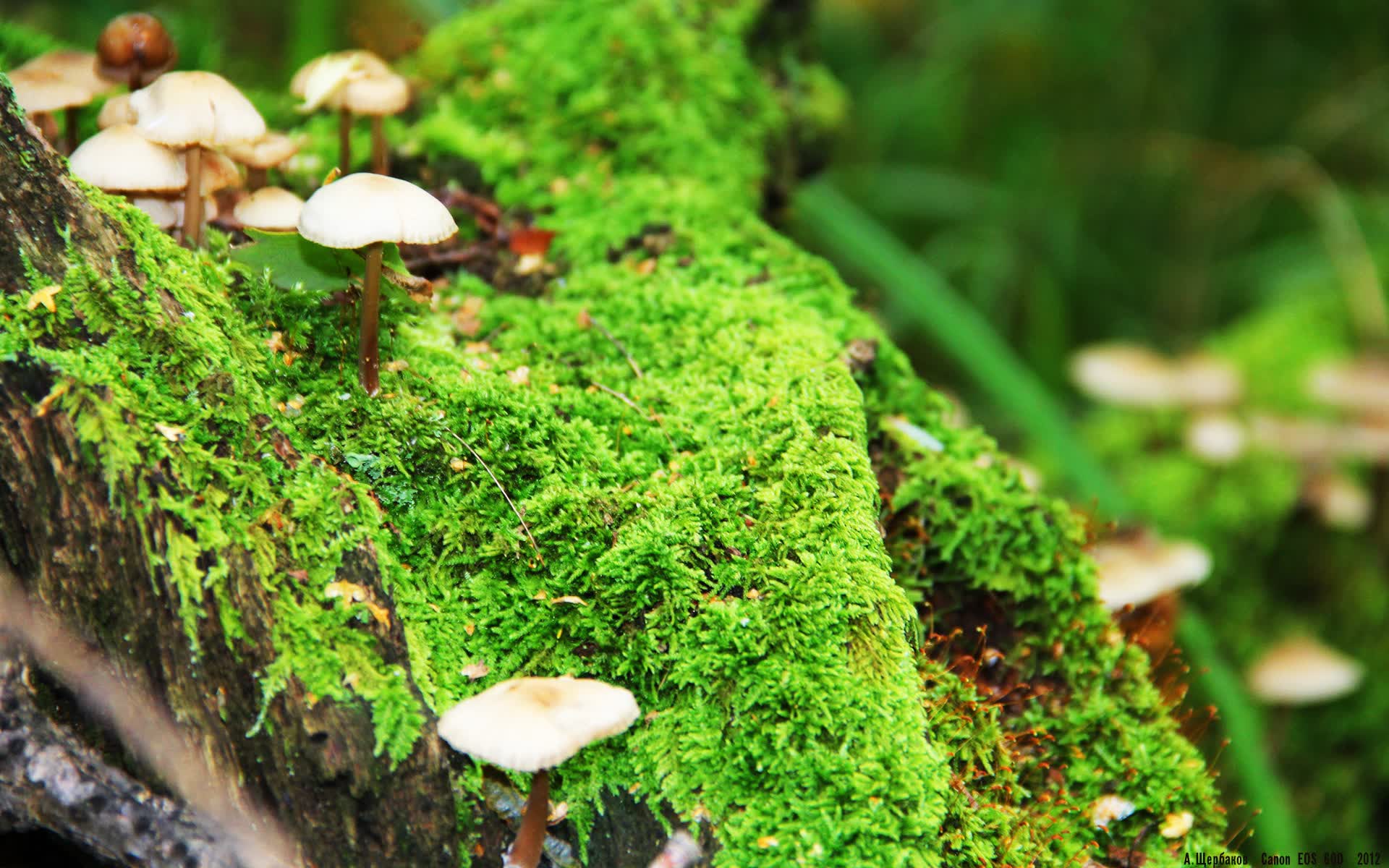 组合非常有趣,充满了戏剧张力和超越现实的矛盾感。它要求我们用一种架空历史或平行宇宙的视角,去构建一个唯一且自洽的故事
