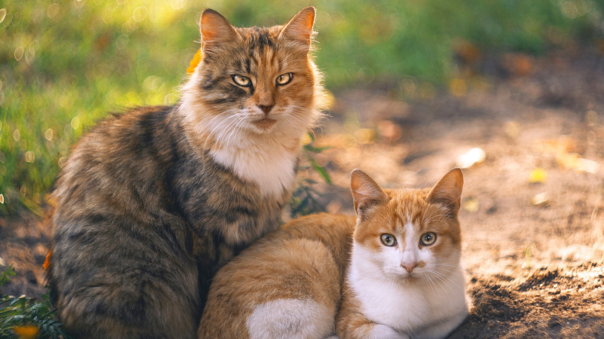 沉默的猎手,阿方索·戴维斯的致命节奏,如何让格子军团在平静中窒息